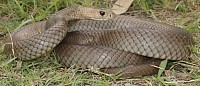 Eastern brown snake