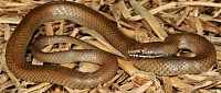 White lipped snake