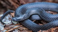 Eastern small-eyed snake