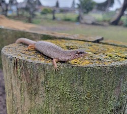 Southern Weasel Skink (Saproscincus mustelinus), found Cranbourne East, VIC