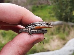 Eastern three-lined skink (Acritoscincus duperreyi) found Langwarrin, VIC