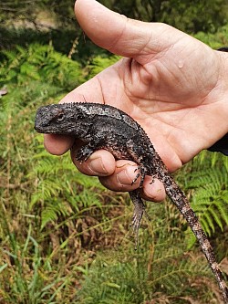 Jacky Dragon (Amphibolurus muricatus), found Seaford, VIC