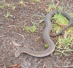 Lowlands Copperhead (Austrelaps Superbus), found Seaford, VIC