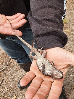 Jacky Dragon (Amphibolurus muricatus) playing dead. Found Seaford, VIC