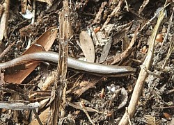 Bougainville's Skink (Lerista bougainvillii) found Seaford, VIC