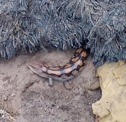 Blotched Blue-tongue lizard (Tiliqua nigrolutea), photo sent from Frankston North, VIC