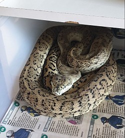 Coastal carpet python (Morelia spilota mcdowelli)