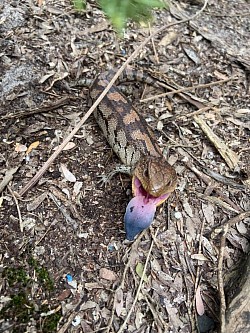 Blotched Blue-tongue lizard (Tiliqua nigrolutea), found Seaford, VIC