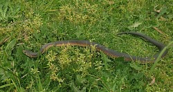 Lowland Copperhead (Austrelaps superbus), found Frankston north, VIC