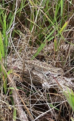 Jacky Dragon (Amphibolurus muricatus), found Langwarrin, VIC