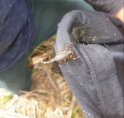 Wood scorpion (Cercophonius squama), found Langwarrin, VIC