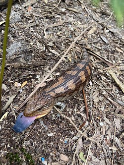 Blotched Blue-tongue lizard (Tiliqua nigrolutea), found Seaford, VIC