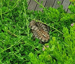 Tiger snake (Notechis scutatus), sent from Rye, VIC