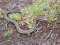 Lowland copperhead (Austrelaps superbus)