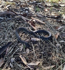 Tiger snake (Notechis scutatus) found Langwarrin, VIC