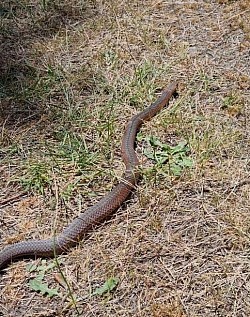 Lowland copperhead (Austrelaps superbus) found Mt Martha, VIC