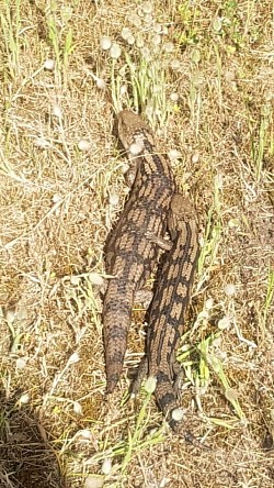 Pair of Blotched blue-tongue lizards (Tiliqua nigrolutea) sent from Fingal, VIC