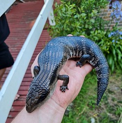 Eastern Blue-tongue lizard (Tiliqua scincoides) sent from Fingal, VIC