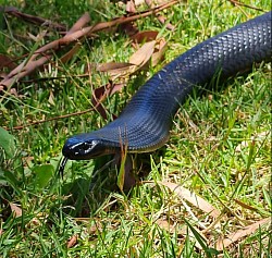 Red-belly black snake (Pseudechis porphyriacus) found Skye, VIC