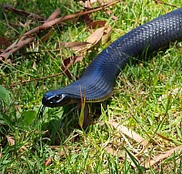 Red belly black snake