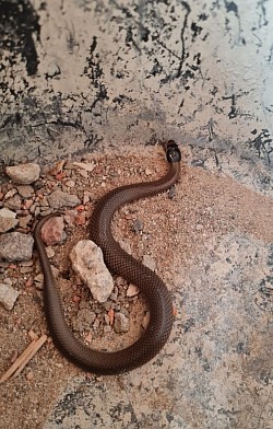 Hatchling Eastern brown snake (Pseudonaja textilis) sent from Braybrook VIC