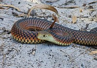 Lowlands copperhead