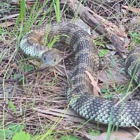 Tiger snake